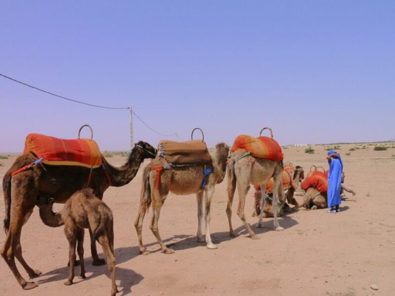 Marrakesh Countryside: 1-Hour Palm Grove Camel Ride - Important Information