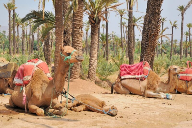 Marrakesh Countryside: 1-Hour Palm Grove Camel Ride - Customer Reviews