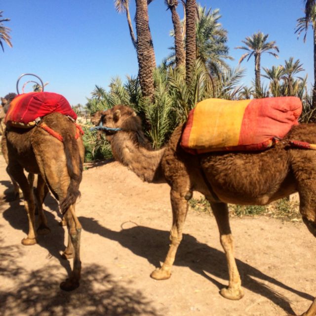 Marrakesh Countryside: 1-Hour Palm Grove Camel Ride - Berber Village Exploration