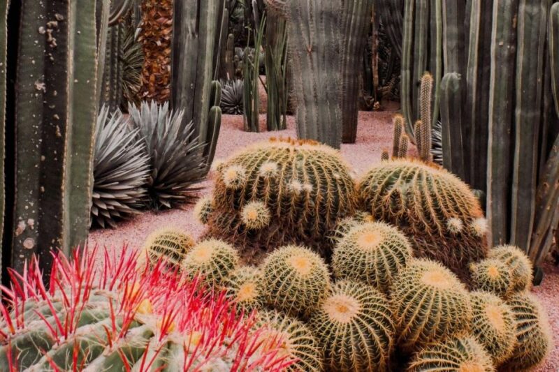 Marrakesh: Majorelle Garden Entry Tickets - Experience Highlights