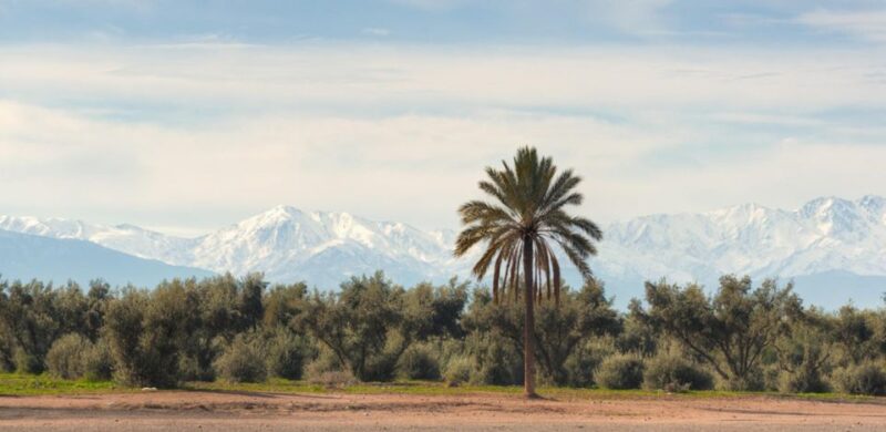 Marrakesh Walking Guided Tour - Key Points
