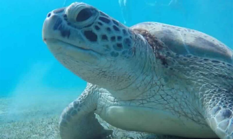 Marsa Alam: Abu Dabbab Snorkeling Tour - Location and Wildlife