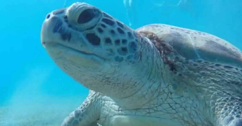 Marsa Alam: Abu Dabbab Snorkeling Tour - Inclusions and Transportation