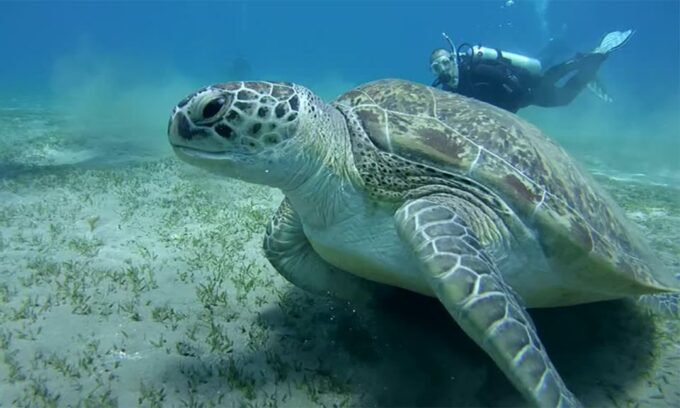 Marsa Alam: Abu Dabbab Snorkeling Tour - Cancellation and Booking