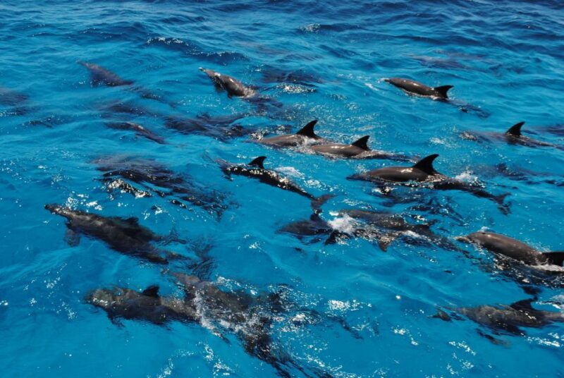 Marsa Alam: Dolphin-Watching Cruise With Snorkeling & Lunch - Key Points