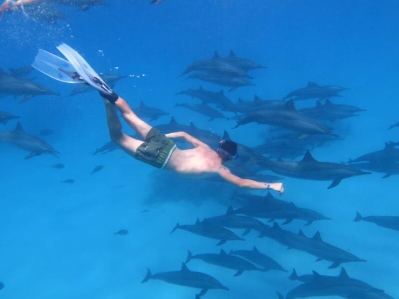 Marsa Alam: Dolphin-Watching Cruise With Snorkeling & Lunch - Pricing and Discounts