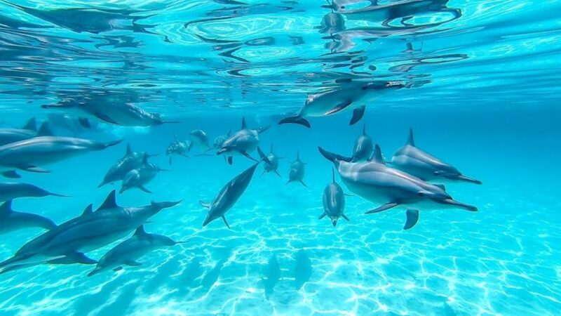 Marsa Alam: Dolphin-Watching Cruise With Snorkeling & Lunch - Detailed Itinerary