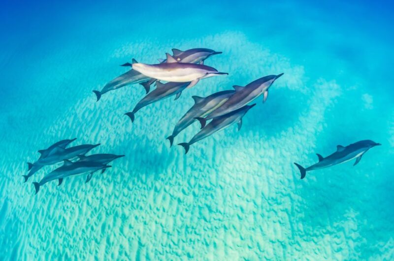 Marsa Alam: Dolphin-Watching Cruise With Snorkeling & Lunch - Snorkeling With Dolphins