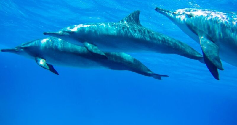 Marsa Alam: Dolphin-Watching Cruise With Snorkeling & Lunch - Onboard Lunch Experience