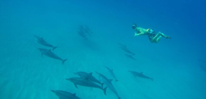 Marsa Alam: Dolphin-Watching Cruise With Snorkeling & Lunch - Transportation and Amenities