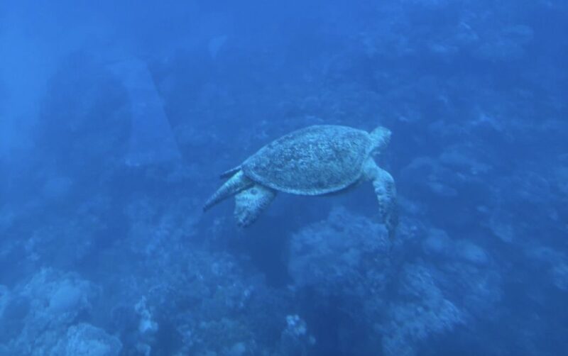 Marsa Alam: Elite Vip Turtle Bay Snorkeling With BBQ Lunch - Key Points