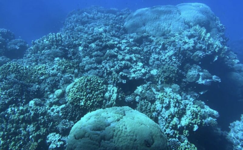 Marsa Alam: Elite Vip Turtle Bay Snorkeling With BBQ Lunch - Snorkeling at Marsa Mubarak