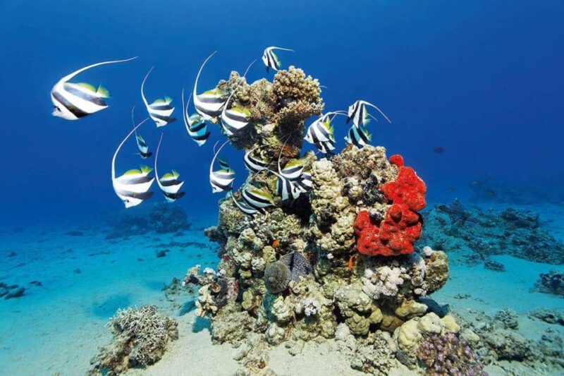 Marsa Alam: Hamata Islands Snorkeling Trip With Lunch - Key Points