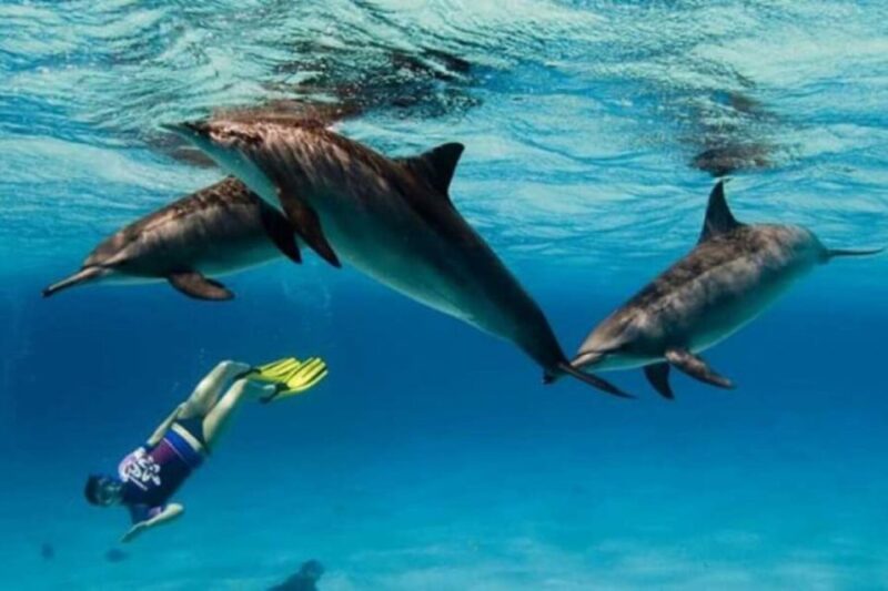 Marsa Alam: Hamata Islands Snorkeling Trip With Lunch - Participant Requirements