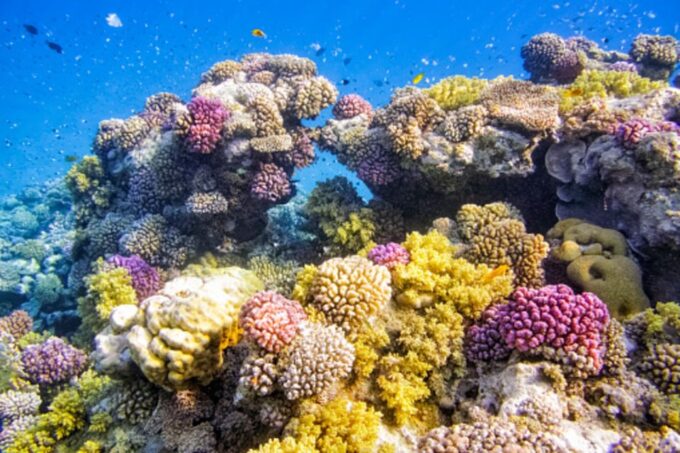 Marsa Alam: Hamata Islands Snorkeling Trip With Lunch - Customer Reviews and Ratings