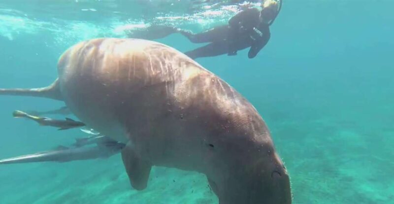 Marsa Alam: Marsa Mubarak and Marsa El Shona Snorkeling Tour - Activity Highlights