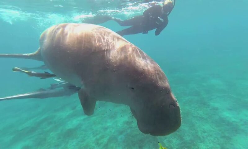 Marsa Alam: Marsa Mubarak and Marsa El Shona Snorkeling Tour - Duration and Pricing