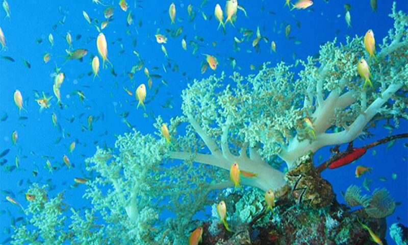 Marsa Alam: Marsa Mubarak and Marsa El Shona Snorkeling Tour - Marine Life Potential