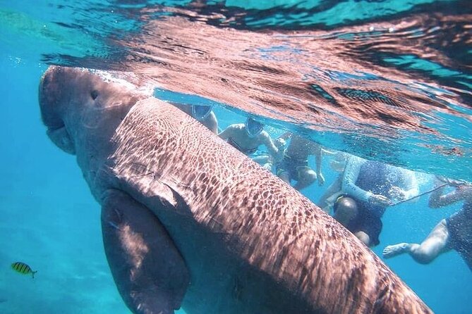 Marsa Alam : Marsa Mubarak Sea Snorkeling Boat Trip With Lunch & Transfer - Positive Aspects