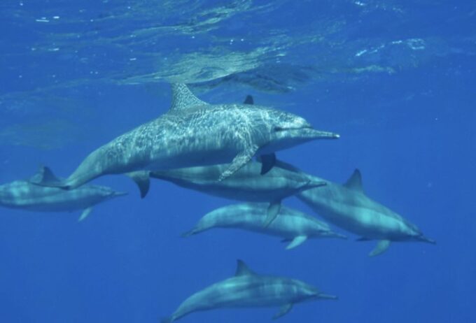 Marsa Alam: Nefertari Sunset Turtle Bay Cruise With Dinner - Additional Information