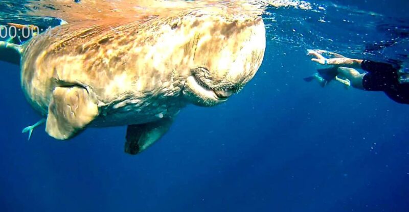 Marsa Alam: Private Snorkeling Trip With Dugong and Turtles - Key Points