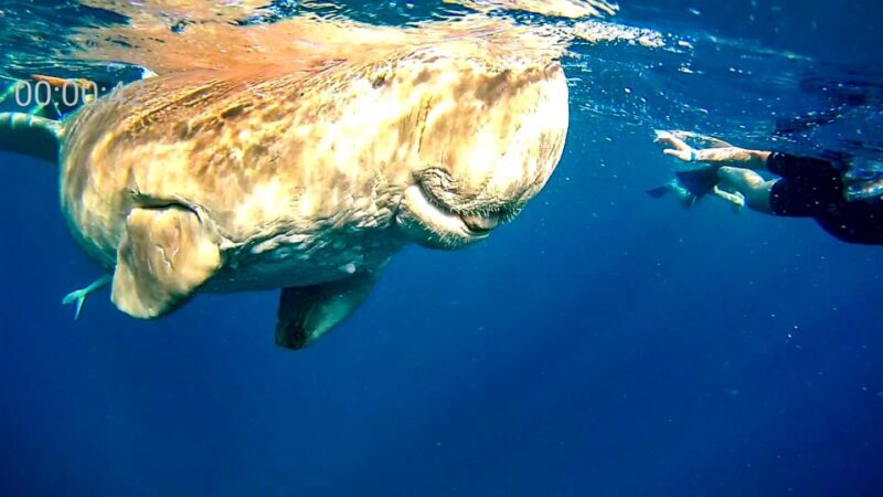 Marsa Alam: Private Snorkeling Trip With Dugong and Turtles - Booking and Payment