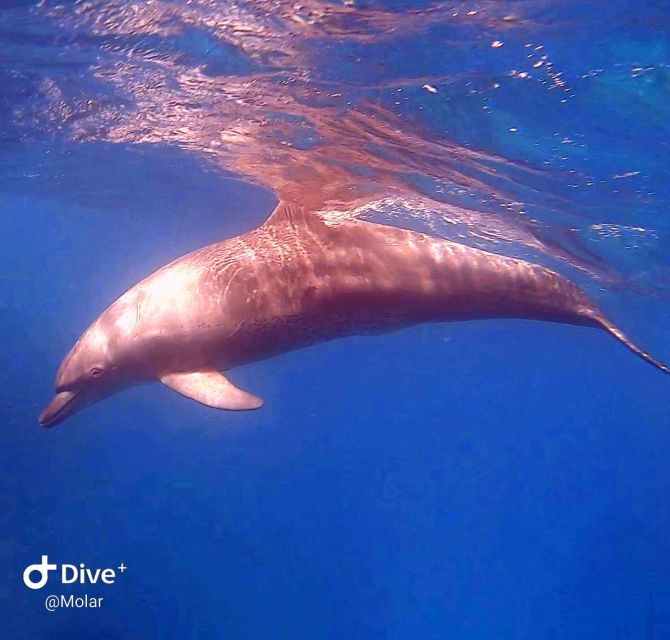 Marsa Alam: Private Snorkeling Trip With Dugong and Turtles - Customer Feedback
