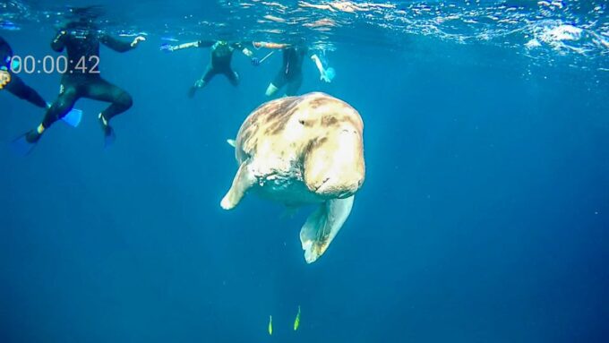 Marsa Alam: Private Snorkeling Trip With Dugong and Turtles - Included Amenities