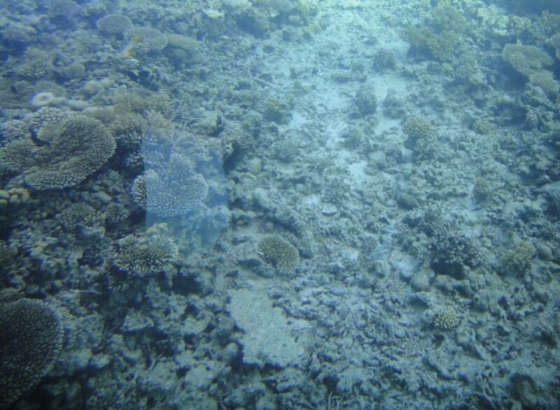 Marsa Alam: Royal Seascope Submarine Cruise With Pickup - Pricing and Booking