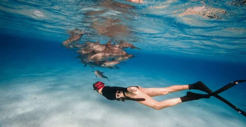 Marsa Alam: Sataya Reefs Dolphin Snorkel Cruise With Lunch - Key Points