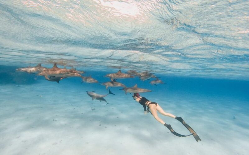 Marsa Alam: Sataya Reefs Dolphin Snorkel Cruise With Lunch - Highlights and Experiences