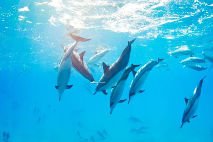 Marsa Alam: Sataya Reefs Dolphin Snorkel Cruise With Lunch - Frequently Asked Questions