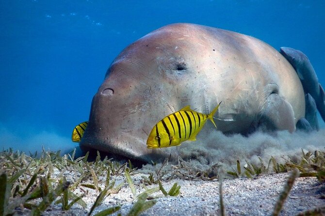 Marsa Alam: Snorkel With Sea Cows and Turtles at Marsa Mubarak - Key Points