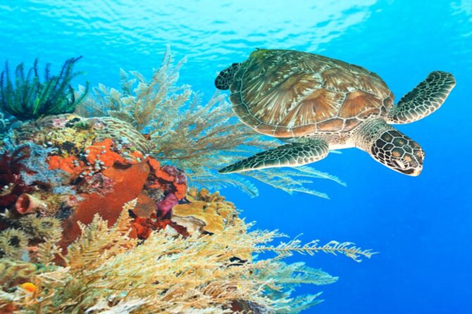 Marsa Alam: Snorkel With Sea Cows and Turtles at Marsa Mubarak - Cancellation and Payment Details