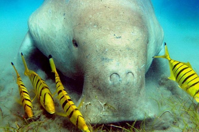 Marsa Alam: Snorkeling at Abu Dabab Beach - Overview of Abu Dabbab Beach