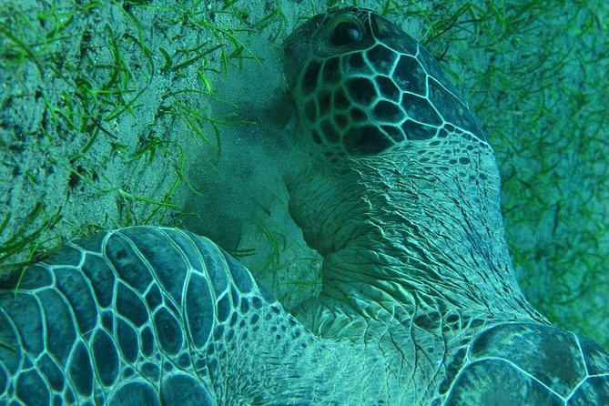 Marsa Alam: Snorkeling at Abu Dabab Beach - Highlights of the Tour