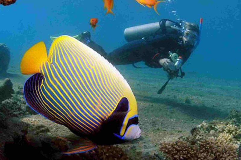 Marsa Alam: Snorkeling Boat Trip With Sea Turtles and Lunch - Included Amenities