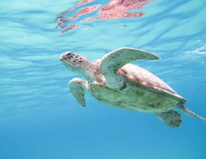 Marsa Alam: Snorkeling Boat Trip With Sea Turtles and Lunch - Pricing and Duration