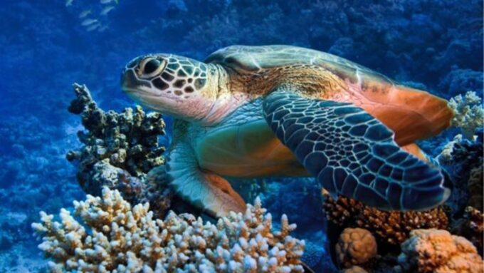 Marsa Alam: Snorkeling Boat Trip With Sea Turtles and Lunch - Transportation and Pickup