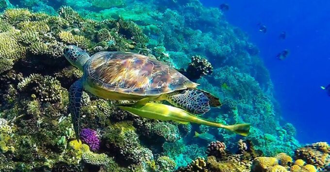 Marsa Alam: Snorkeling Boat Trip With Sea Turtles and Lunch - Frequently Asked Questions