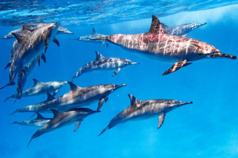 Marsa Alam: Snorkeling Trip to Satayh Dolphin Reef - Itinerary and Experience