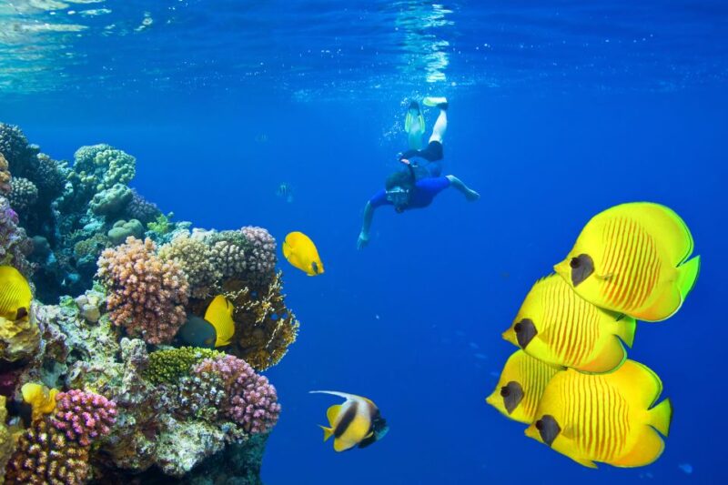 Marsa Alam: Snorkeling Trip to Satayh Dolphin Reef - Important Information