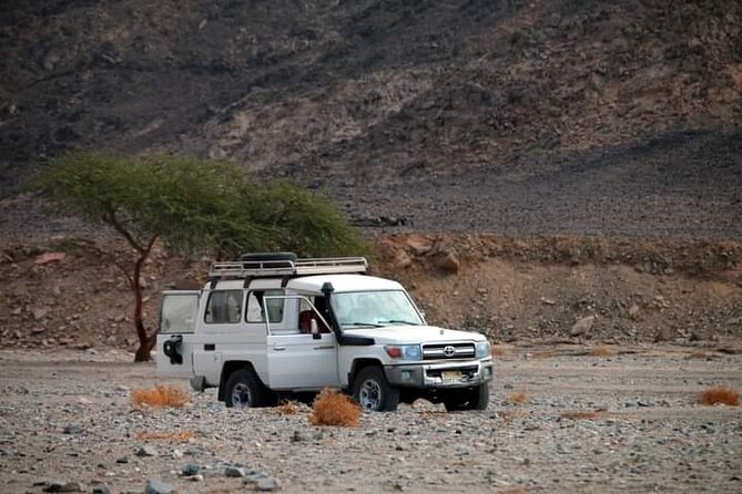 Marsa Alam Super Safari Quad, Jeep, Camel and Party With Dinner - Camel Trekking Experience