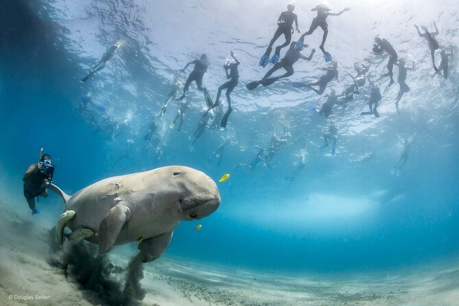 Marsa Mubarak Full Day and One Intro Diving With Lunch, Transfer - Marsa Alam - Customer Reviews and Ratings