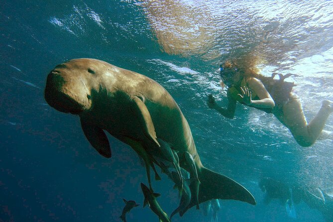 Marsa Mubarak Snorkeling With Dugongs and Turtles - Marsa Alam - Key Points