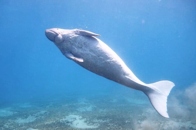 Marsa Mubarak Snorkeling With Dugongs and Turtles - Marsa Alam - Inclusions in the Tour Package