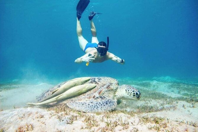 Marsa Mubarak Snorkeling With Dugongs and Turtles - Marsa Alam - Highlights of the Snorkeling Experience