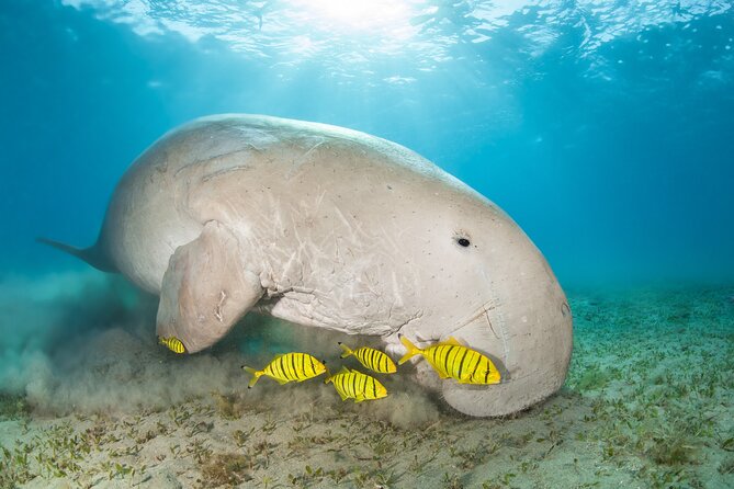 Marsa Mubarak Snorkeling With Dugongs and Turtles - Marsa Alam - Navigating the National Park Fees
