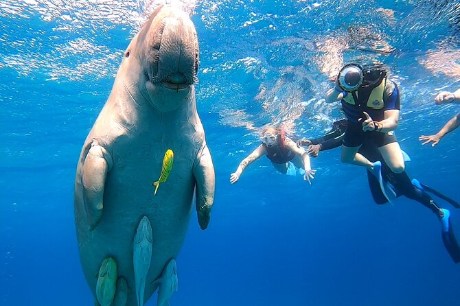 Marsa Mubarak Snorkeling With Dugongs and Turtles - Marsa Alam - Preparing for the Snorkeling Adventure
