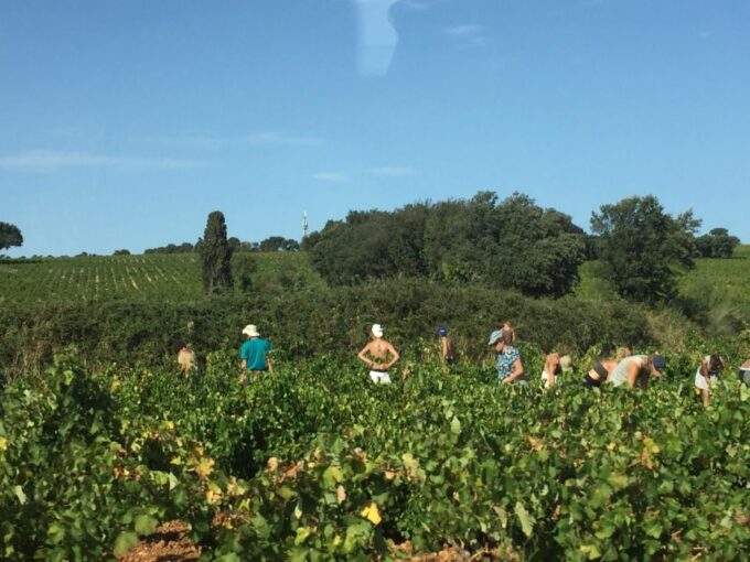 Marseille: Avignon and Cotes Du Rhone Wine Tasting Tour - Chateauneuf Du Pape Winery